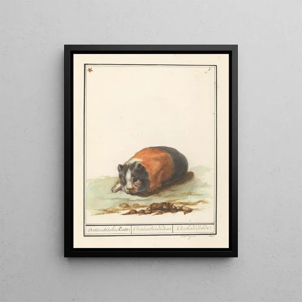 Kunstdruck Cavia Cavia Oostindische Ratte Cuniculus indicus Meerschweinchen - Anselmus Botius de Boodt | Reproduktion