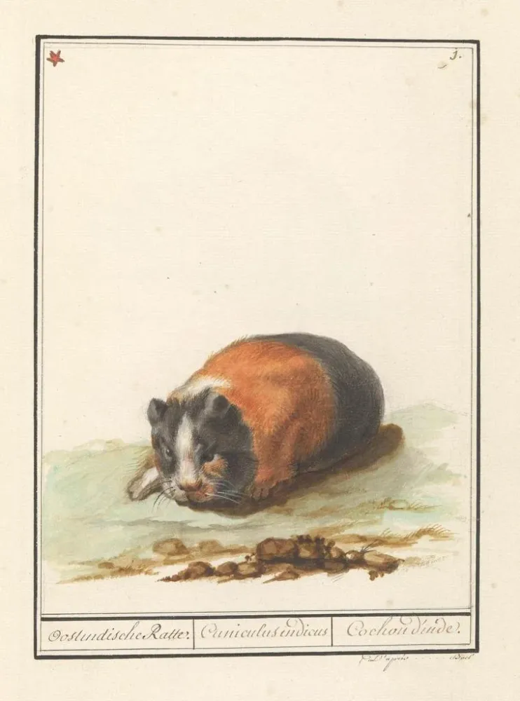Kunstdruck Cavia Cavia Oostindische Ratte Cuniculus indicus Meerschweinchen - Anselmus Botius de Boodt | Reproduktion