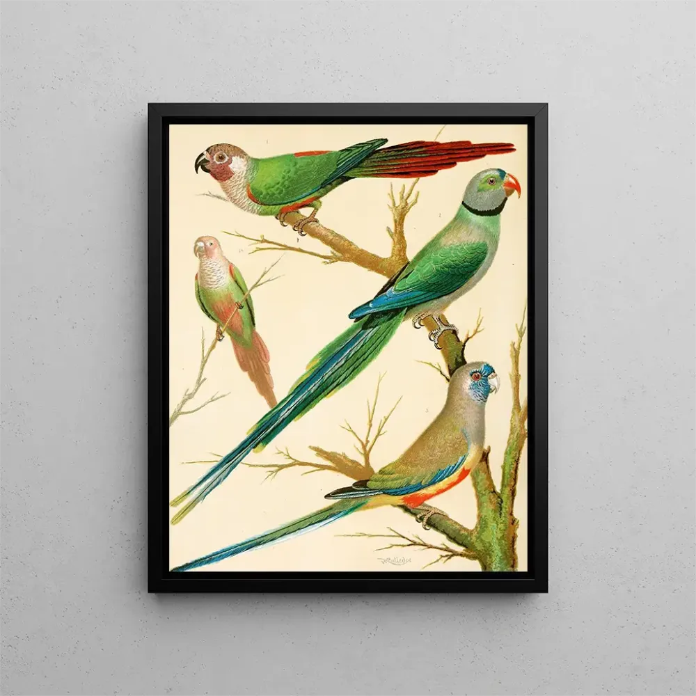 Kunstdruck Conures mit weißen Ohren, Malabar-Papagei und Blaubeo-Papagei - W. . Blakston | Reproduktion