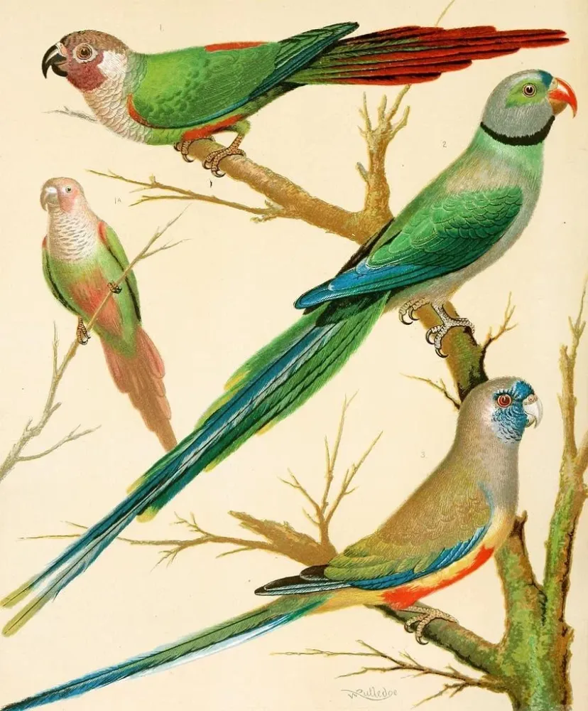 Kunstdruck Conures mit weißen Ohren, Malabar-Papagei und Blaubeo-Papagei - W. . Blakston | Reproduktion