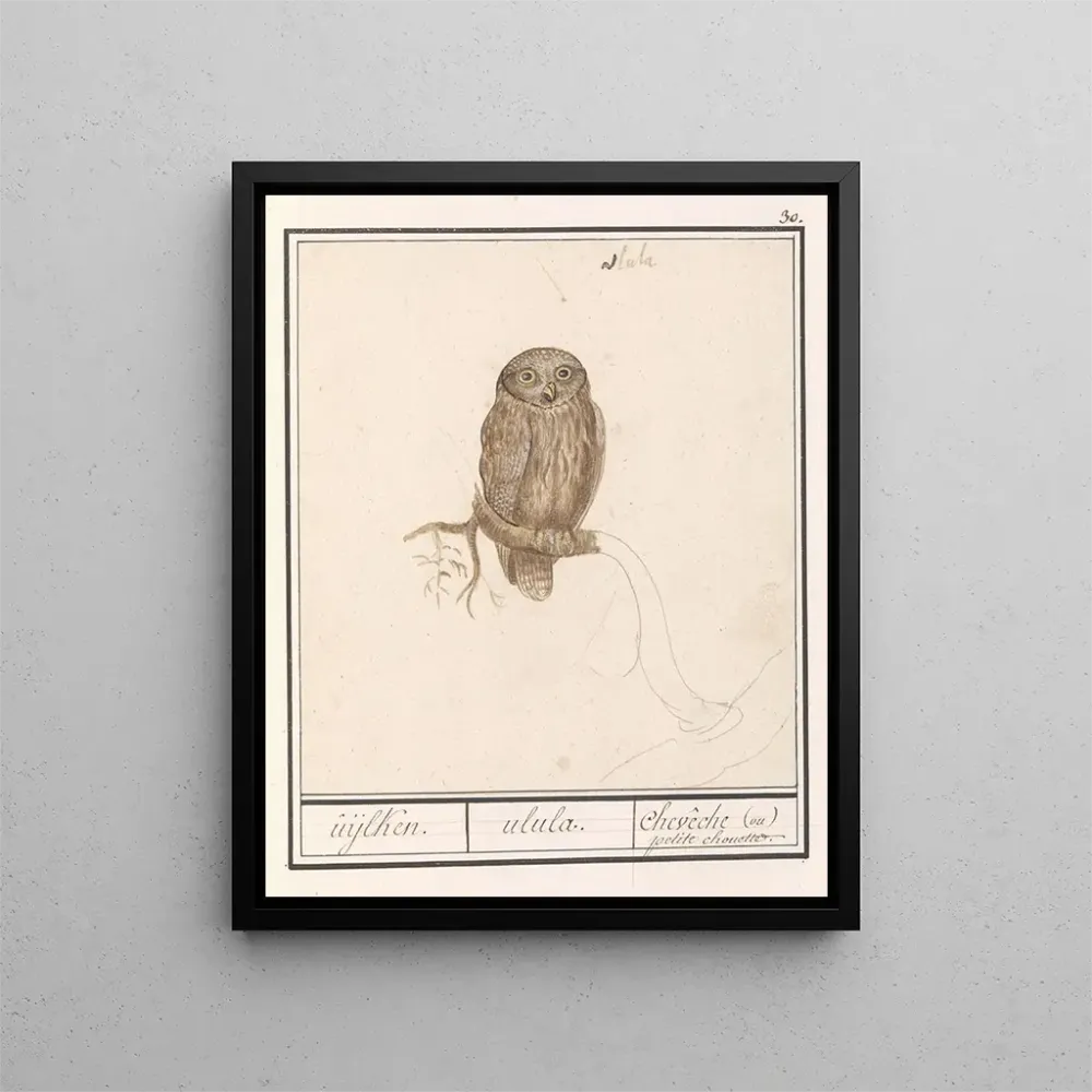 Kunstdruck Dwerguil Glaucidium passerinum uijlken ulula chevche ou petite chouette - Anselmus Botius de Boodt