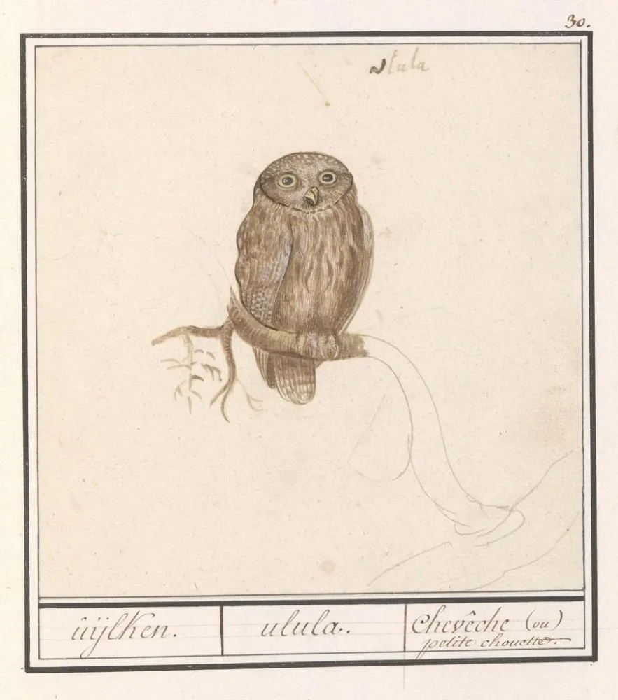 Kunstdruck Dwerguil Glaucidium passerinum uijlken ulula chevche ou petite chouette - Anselmus Botius de Boodt
