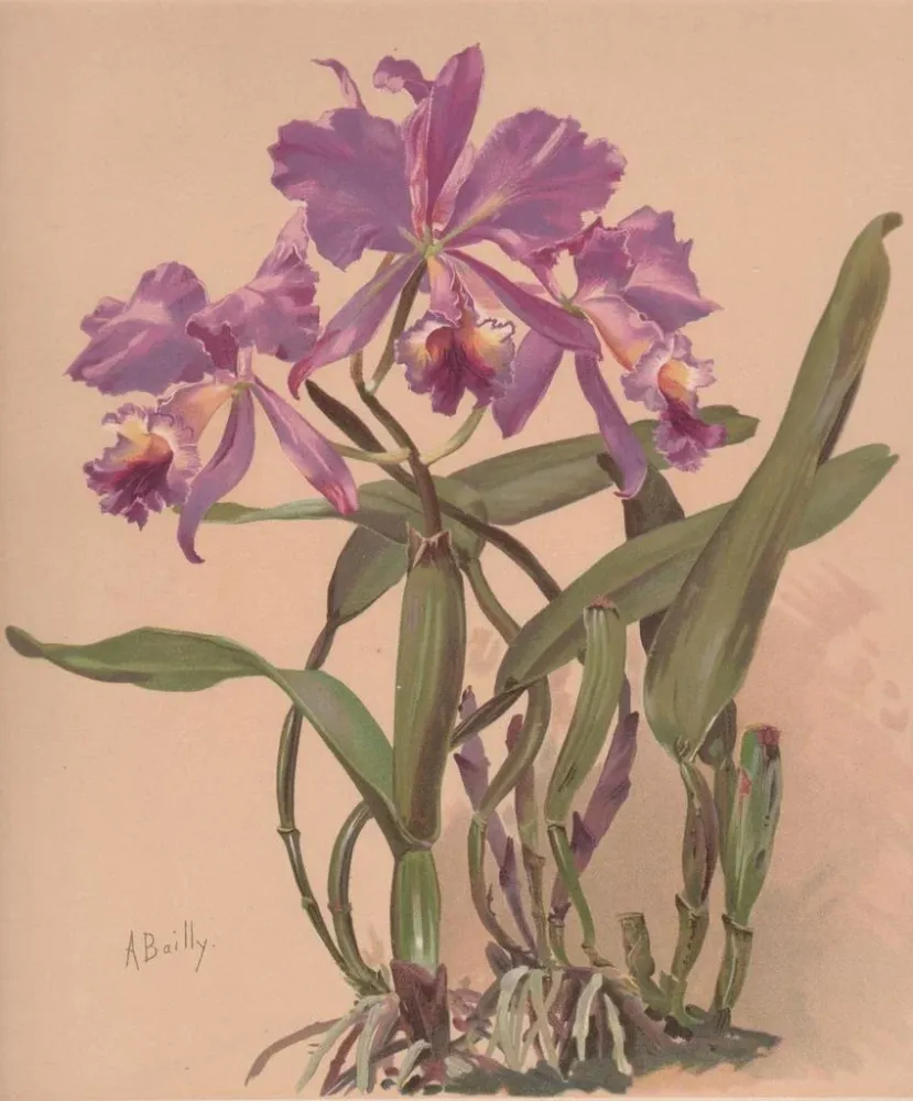 Kunstdruck eines Aquarell-Gemäldes einer Orchidee der Gattung Cattleya - Alice Bailly | Kunstdruck