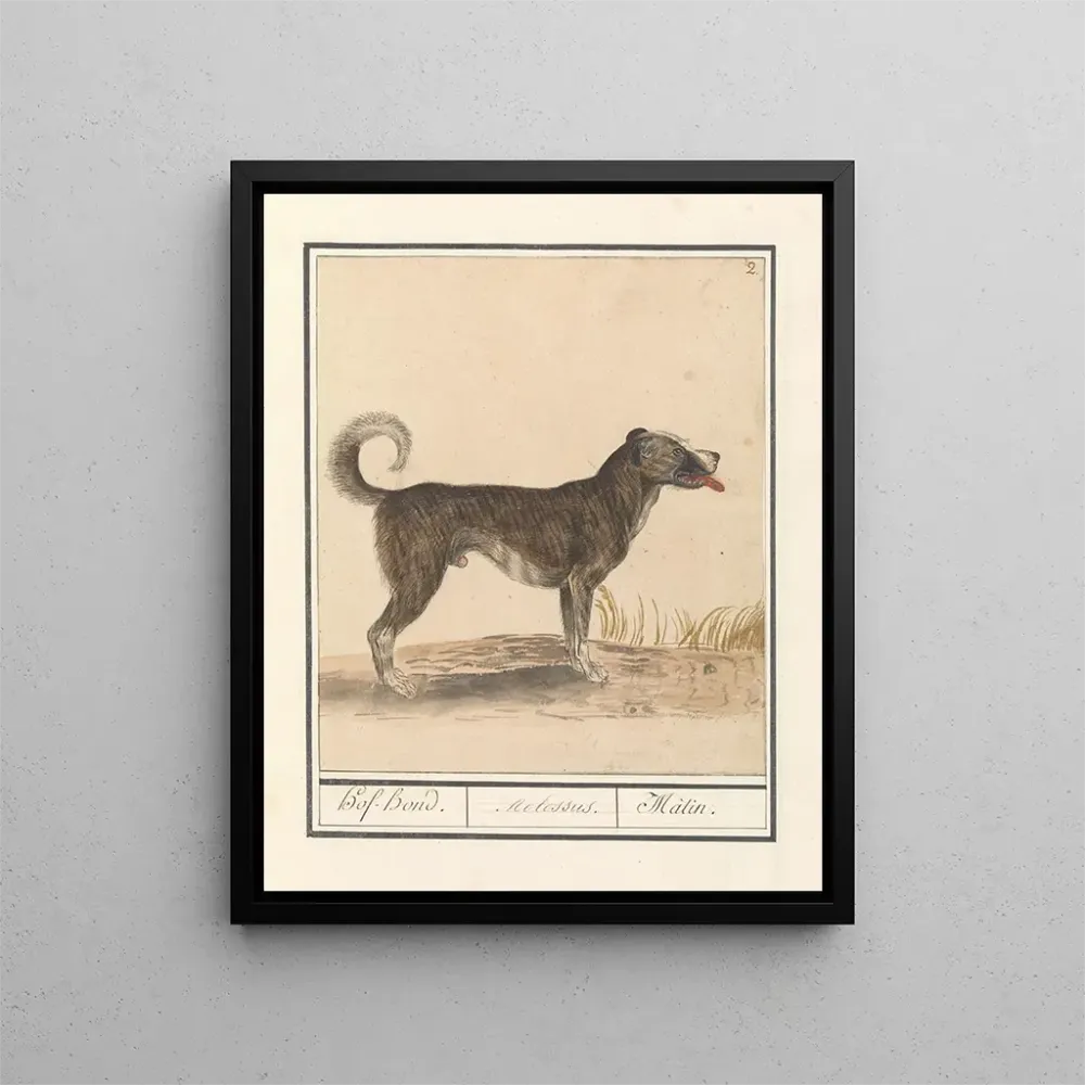 Kunstdruck Familie von Wölfen Hond Canis HofHond Molossus Mtin - Anselmus Botius de Boodt