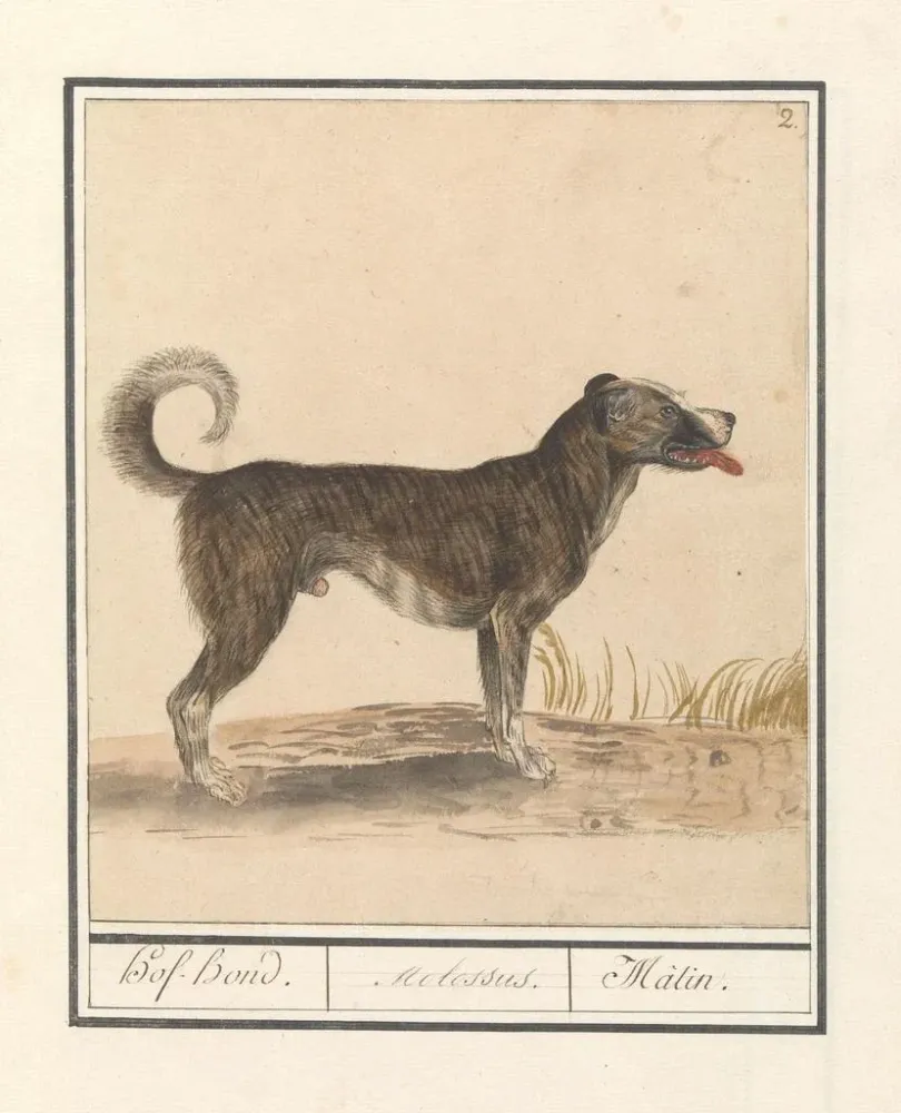 Kunstdruck Familie von Wölfen Hond Canis HofHond Molossus Mtin - Anselmus Botius de Boodt