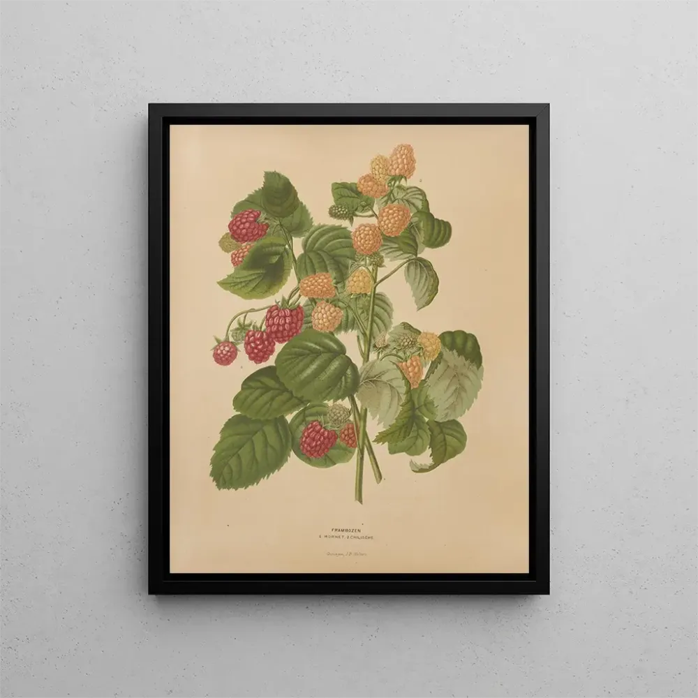 Kunstdruck Flore hollandaise et Pomone PL46 - Abraham Jacobus Wendel