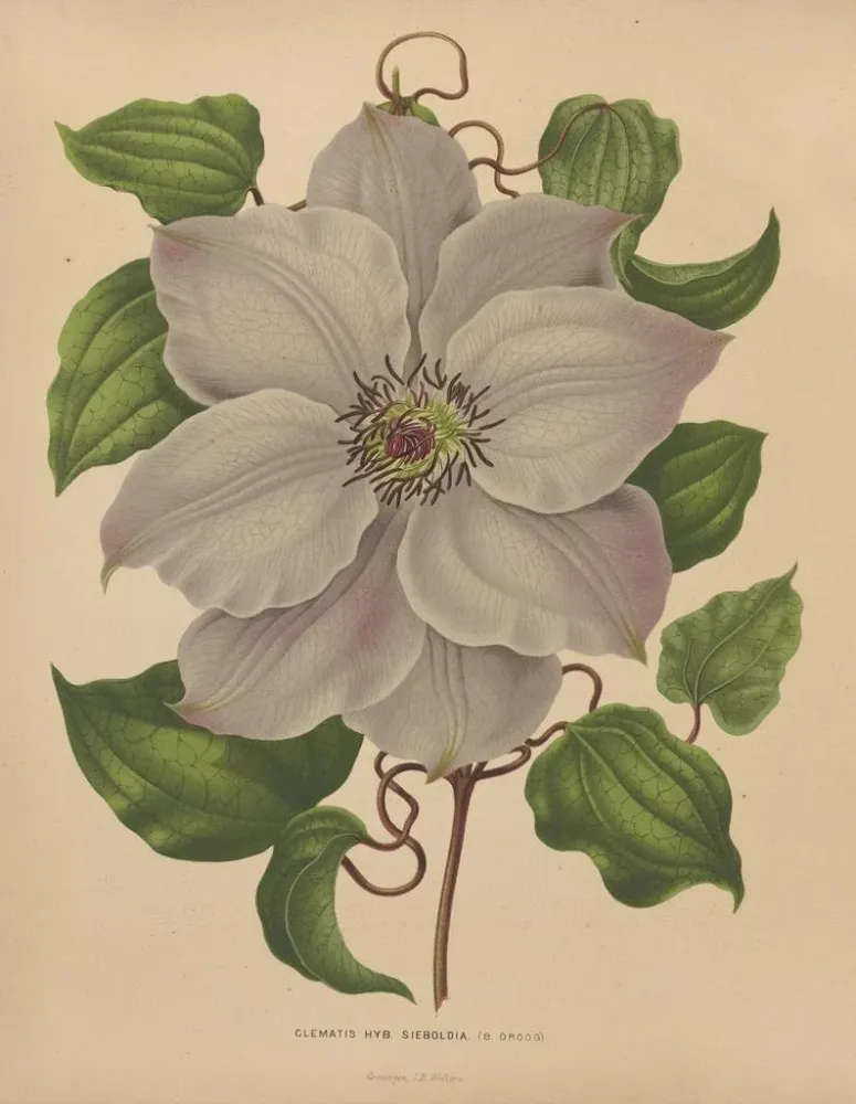 Kunstdruck Flore hollandaise et Pomone PL54 - Abraham Jacobus Wendel | Reproduktion