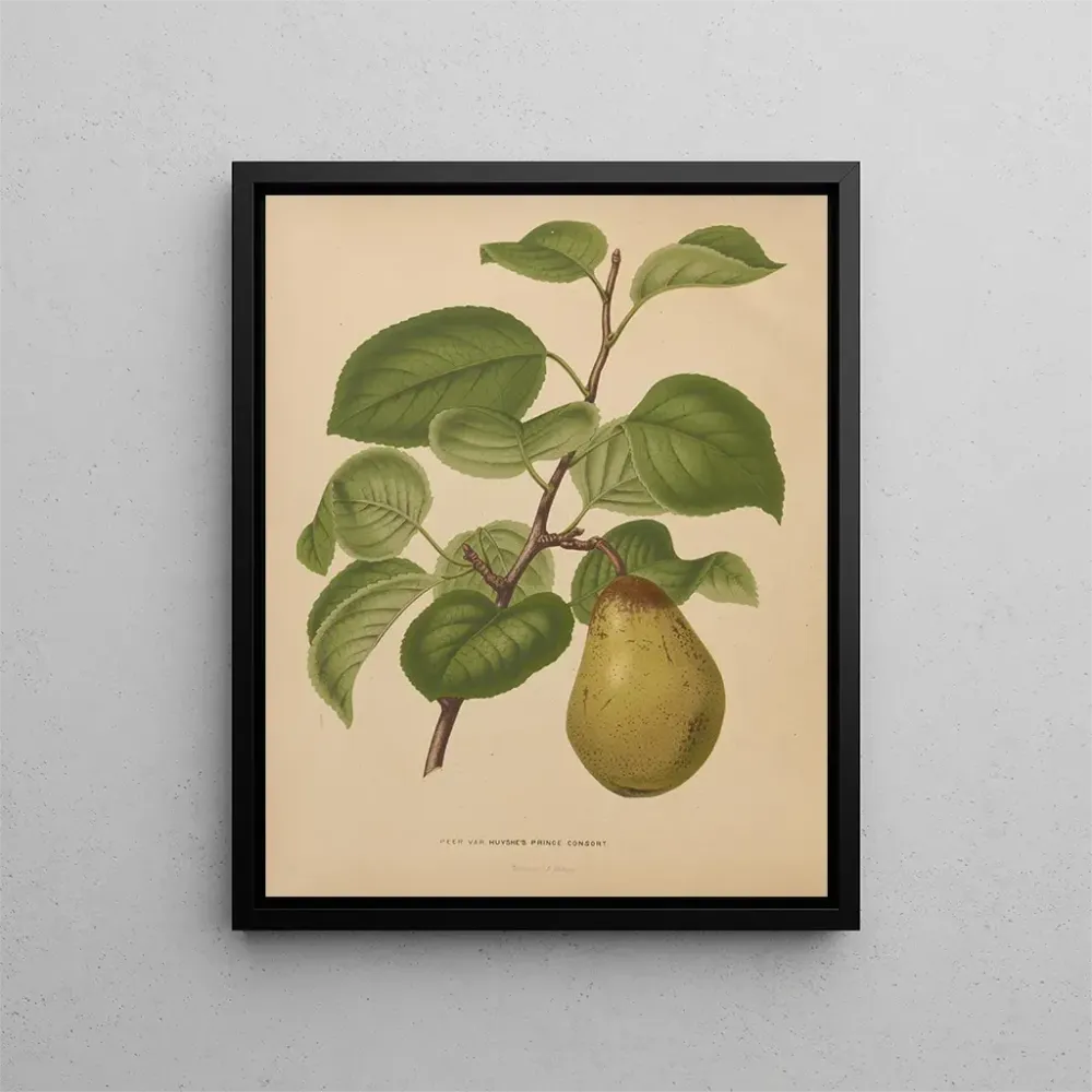 Kunstdruck Flore holländische und Pomone PL55 - Abraham Jacobus Wendel