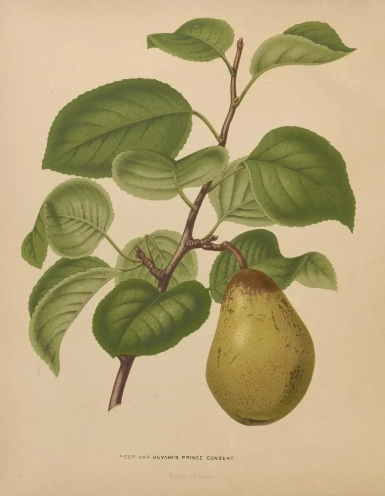 Kunstdruck Flore holländische und Pomone PL55 - Abraham Jacobus Wendel