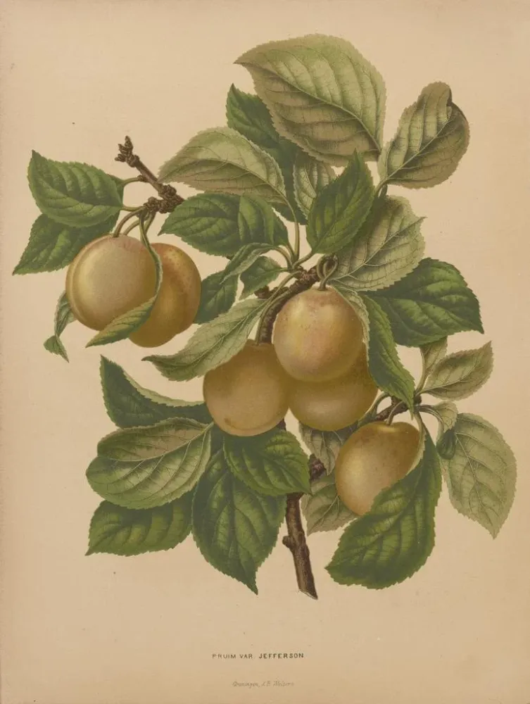 Kunstdruck Flore holländische und Pomone PL77 - Abraham Jacobus Wendel