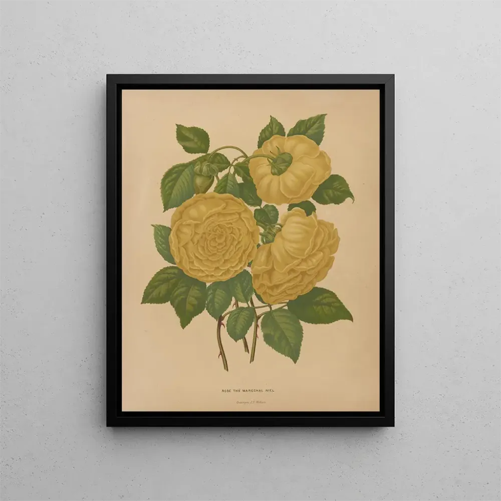 Kunstdruck Flore holländische und Pomone PL80 - Abraham Jacobus Wendel