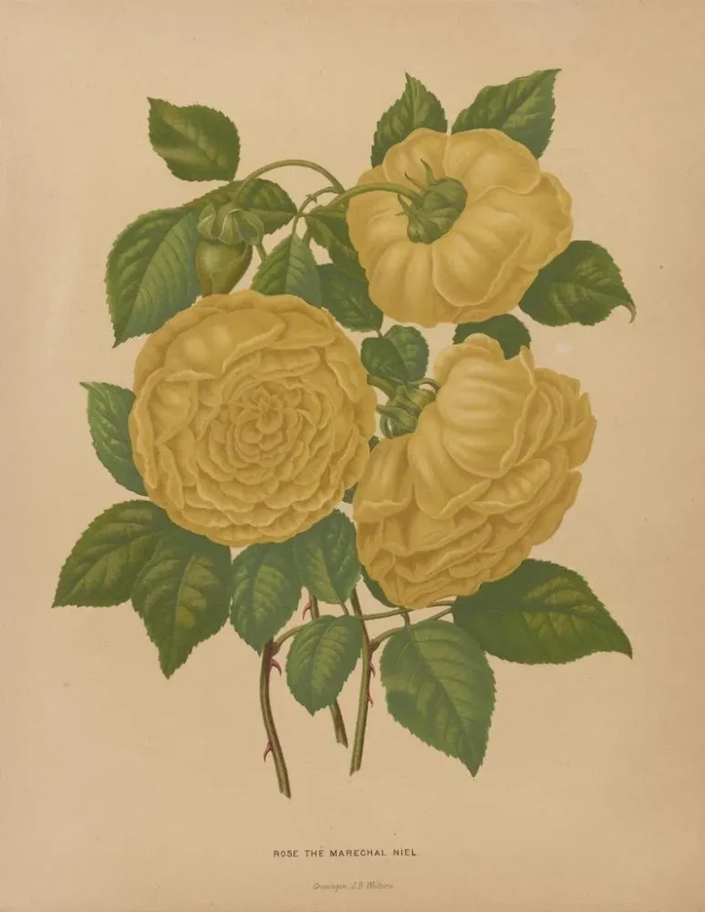 Kunstdruck Flore holländische und Pomone PL80 - Abraham Jacobus Wendel