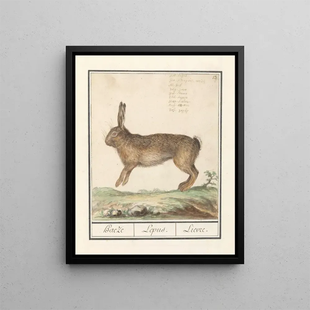 Kunstdruck Haas Lepus europaeus Haeze Lepus Lièvre - Anselmus Botius de Boodt
