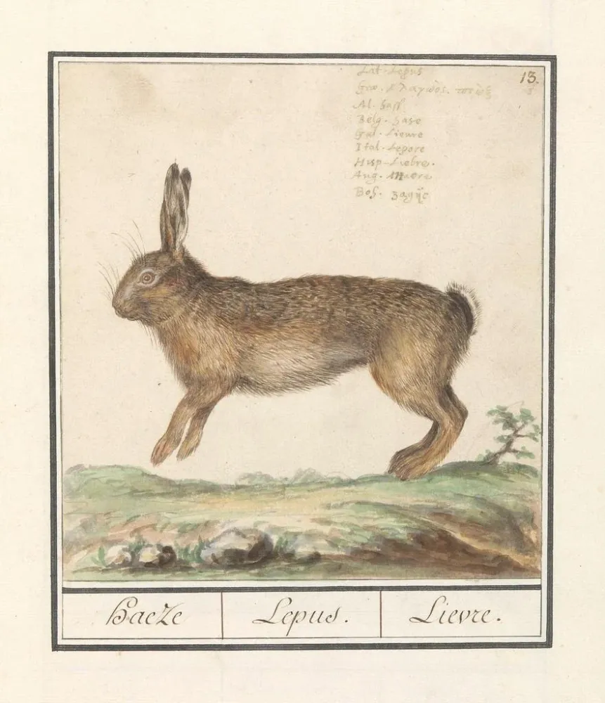 Kunstdruck Haas Lepus europaeus Haeze Lepus Lièvre - Anselmus Botius de Boodt