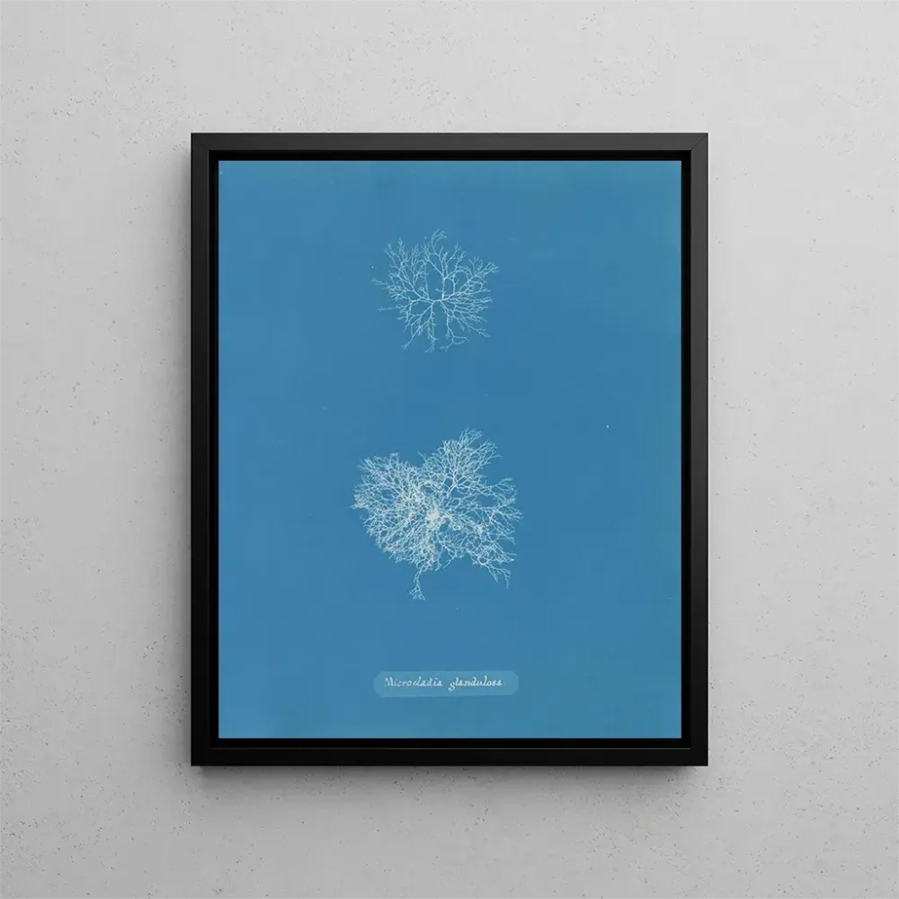 Kunstdruck Microcladia glandulosa - Anna Atkins | Kunstdruck