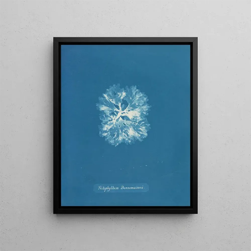 Kunstdruck Nitophyllum Bonnemaisoni - Anna Atkins | Reproduktion
