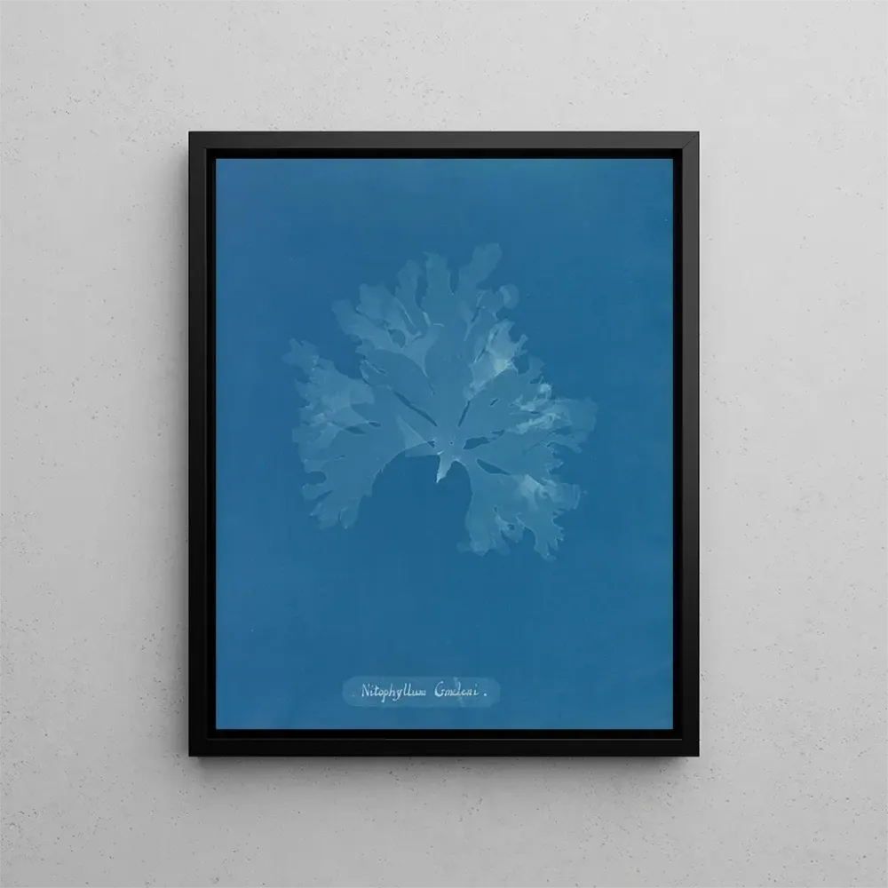 Kunstdruck Nitophyllum Gmeleni - Anna Atkins | Reproduktion