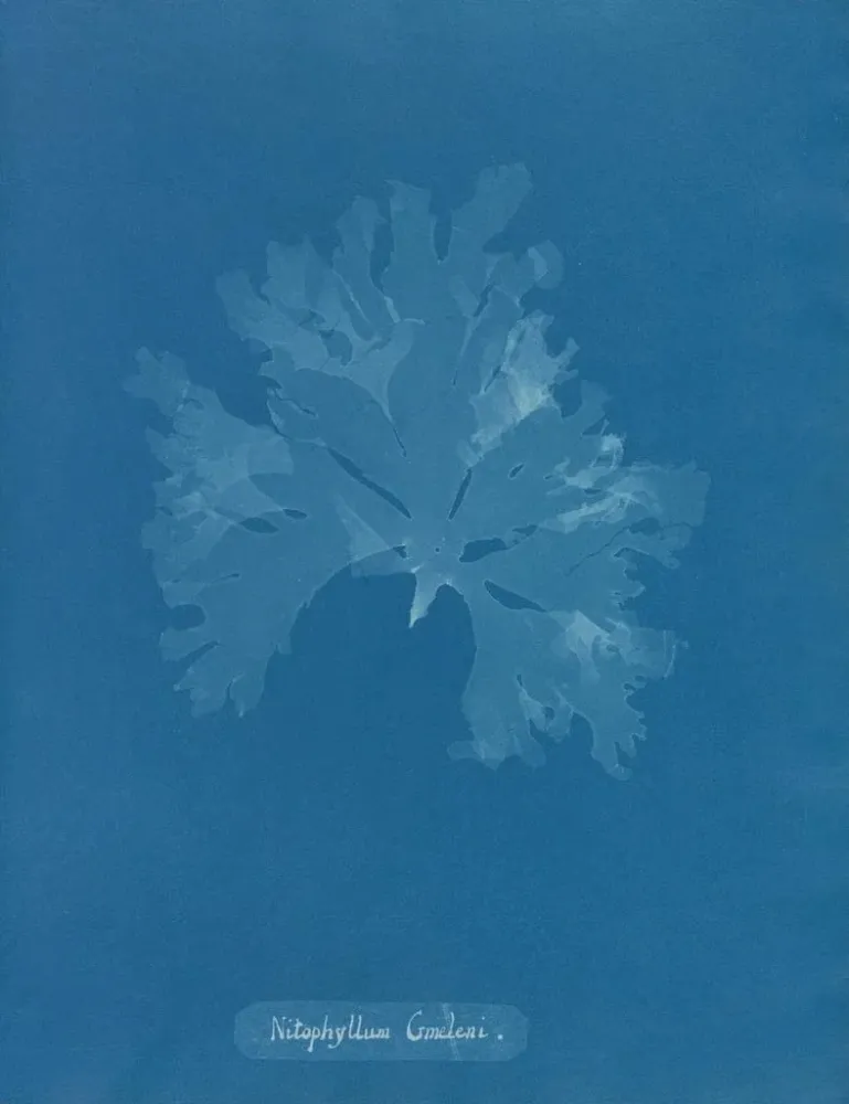 Kunstdruck Nitophyllum Gmeleni - Anna Atkins | Reproduktion
