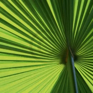 Kunstdruck Ortwin Klipp - Leaf 1 70x50cm