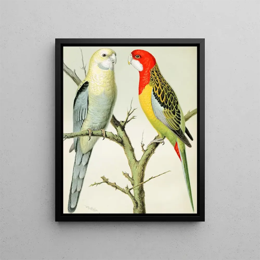 Kunstdruck Perroquets rosella - W. . Blakston | Reproduktion