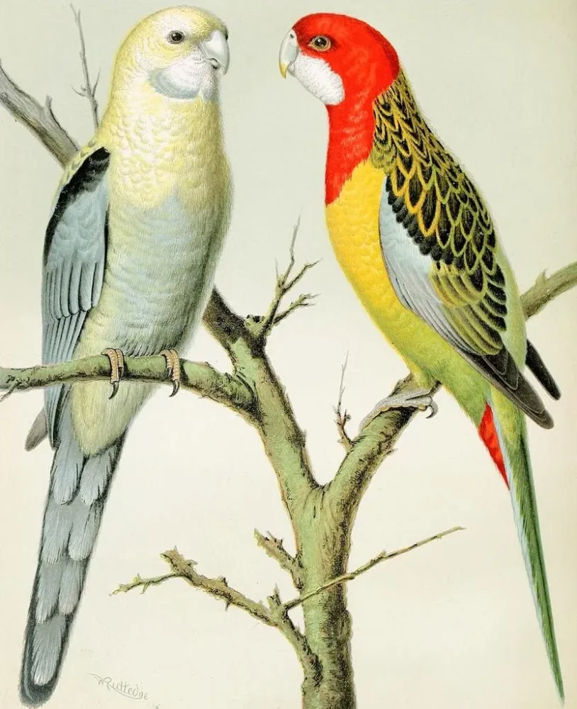 Kunstdruck Perroquets rosella - W. . Blakston | Reproduktion