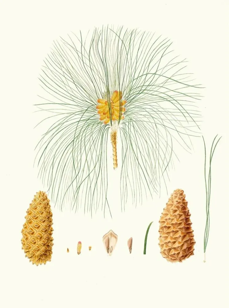Kunstdruck Pinus canariensis, Kanarischer Kiefernbaum - Aylmer Bourke Lambert | Reproduktion