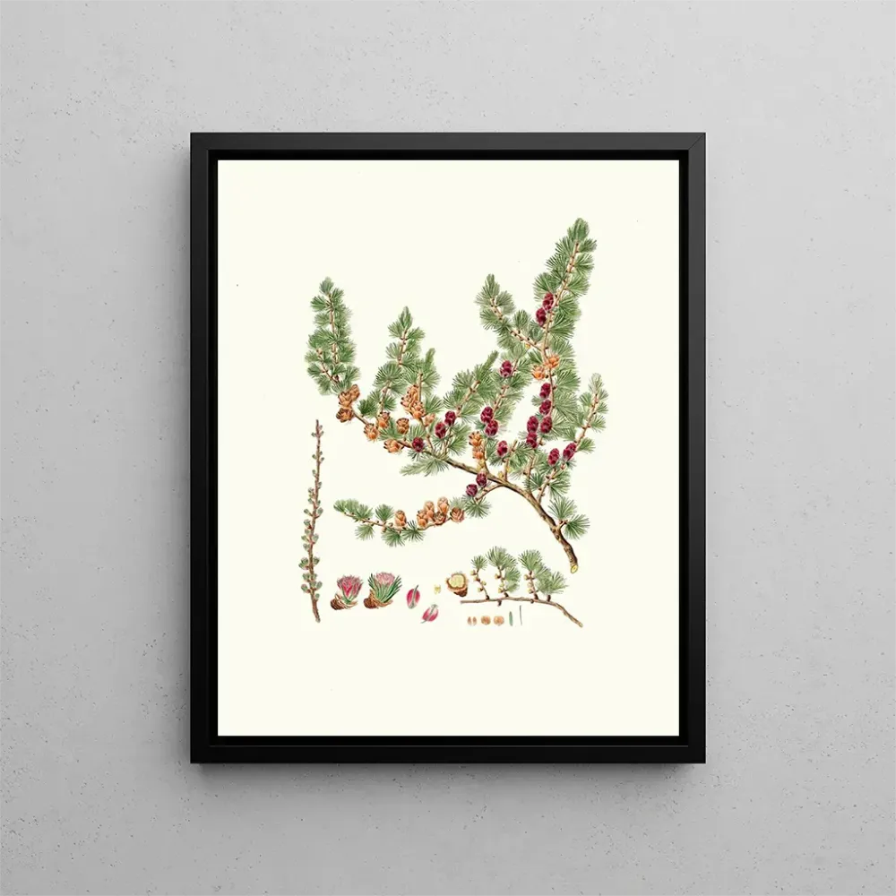 Kunstdruck Pinus microcarpa, roter Lärchenbaum - Aylmer Bourke Lambert | Reproduktion