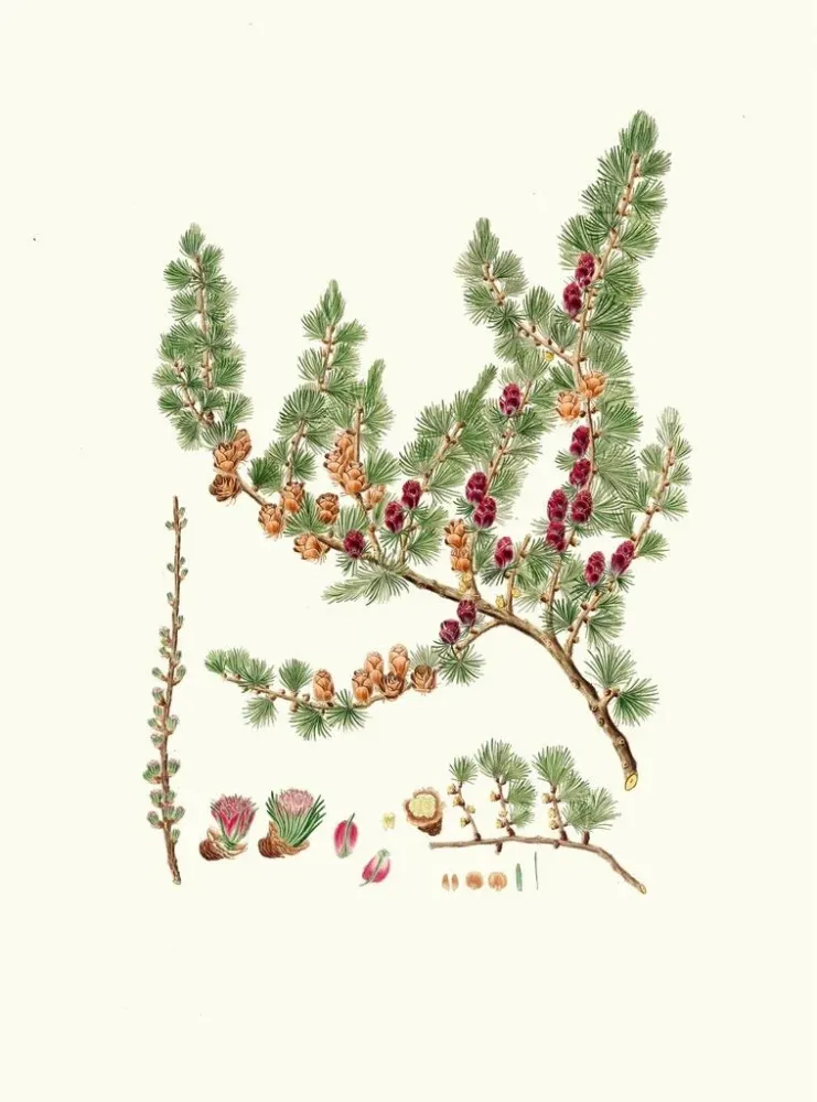 Kunstdruck Pinus microcarpa, roter Lärchenbaum - Aylmer Bourke Lambert | Reproduktion