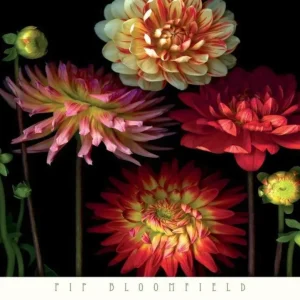 Kunstdruck Pip Bloomfield - Dahlia Garden 91x66cm