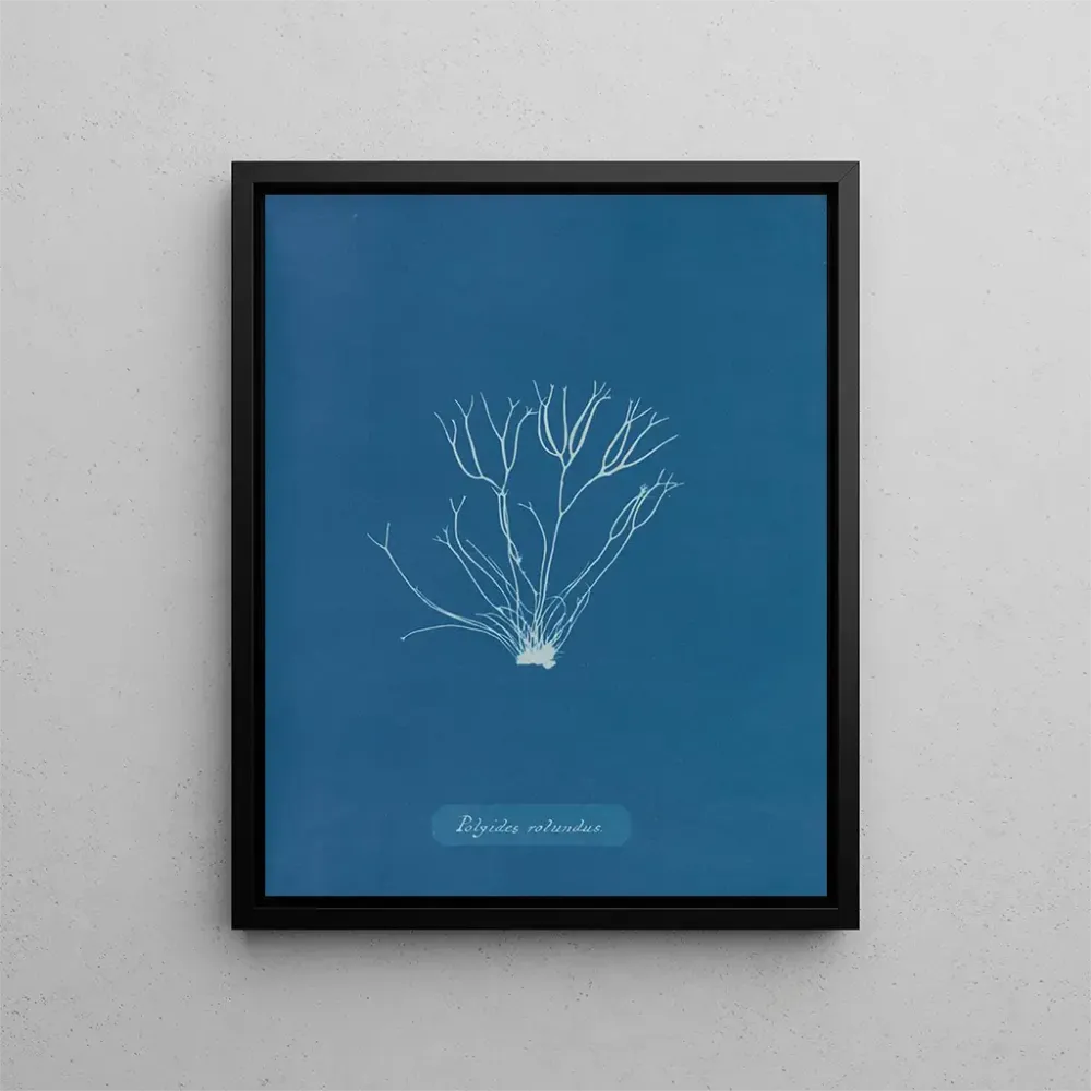 Kunstdruck Polyides ronds - Anna Atkins | Kunstdruck