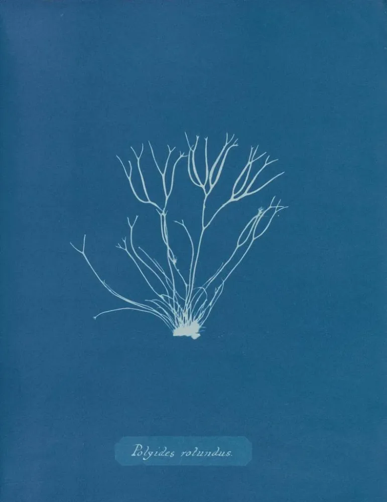 Kunstdruck Polyides ronds - Anna Atkins | Kunstdruck