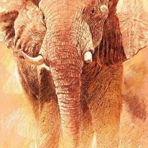 Kunstdruck Renato Casaro - Elefant Study 70x100cm