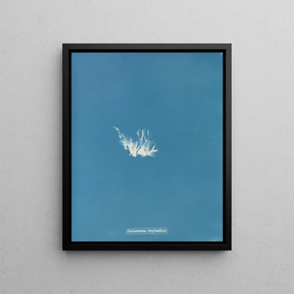 Kunstdruck Schizonema kompliziert - Anna Atkins | Kunstdruck