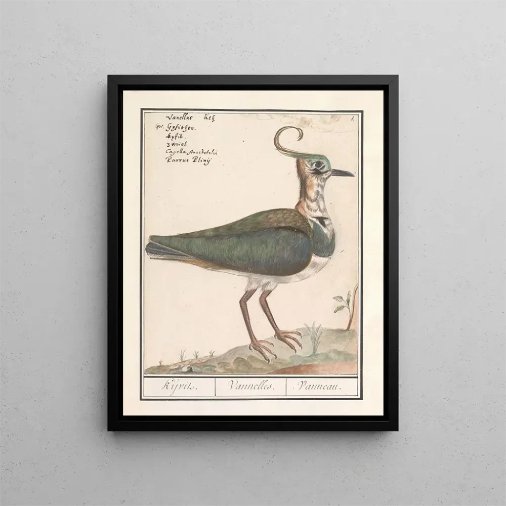 Kunstdruck Schéma non rempli - Anselmus Botius de Boodt | Kunstdruck