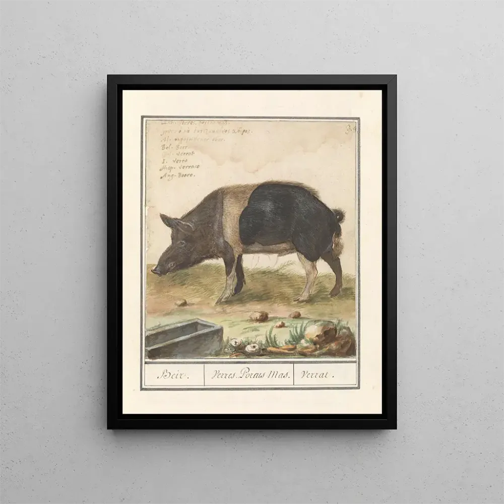 Kunstdruck Schwein Sau Hausschwein Beir Varres Porcus Männlich Varrat - Anselmus Botius de Boodt