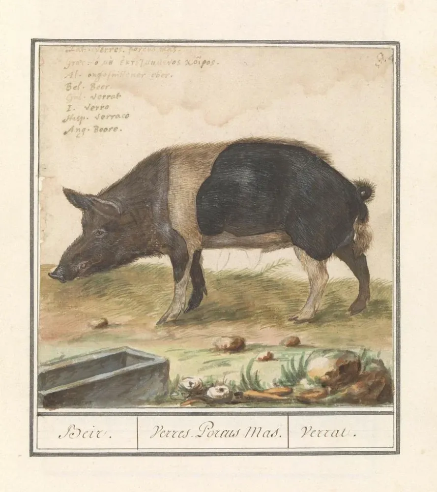 Kunstdruck Schwein Sau Hausschwein Beir Varres Porcus Männlich Varrat - Anselmus Botius de Boodt