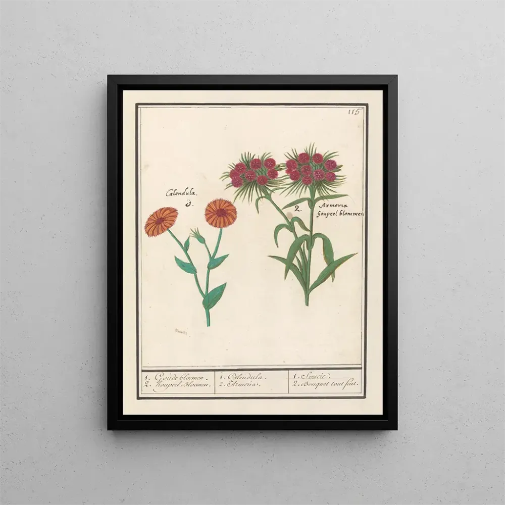 Kunstdruck Souci Calendula und Nelke Dianthus barbatus 1 goldene Blume 2 Hupfblumen - Anselmus Botius de Boodt