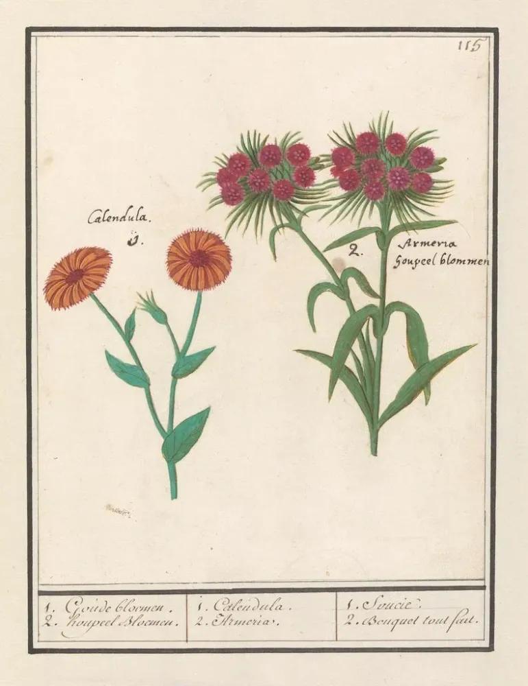 Kunstdruck Souci Calendula und Nelke Dianthus barbatus 1 goldene Blume 2 Hupfblumen - Anselmus Botius de Boodt
