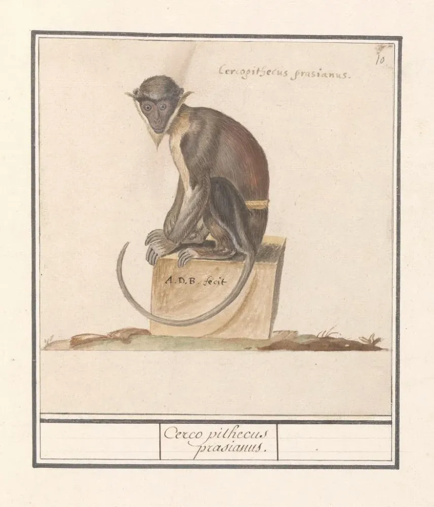 Kunstdruck Suricate Cercopithecini Cerco pithecus prasianus - Anselmus Botius de Boodt