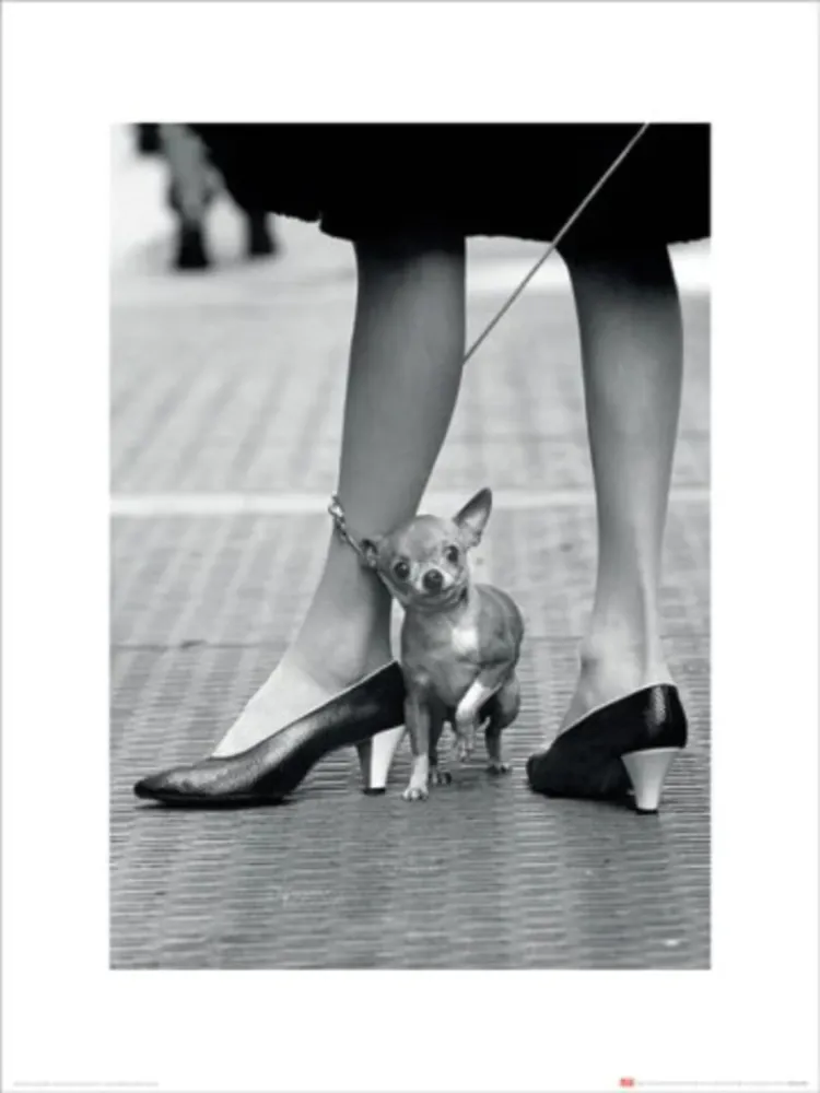 Kunstdruck Time Life - Chihuahua 30x40cm