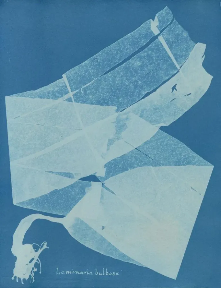 Laminarisches Glühbirnen-Gemälde - Anna Atkins | Kunstdruck