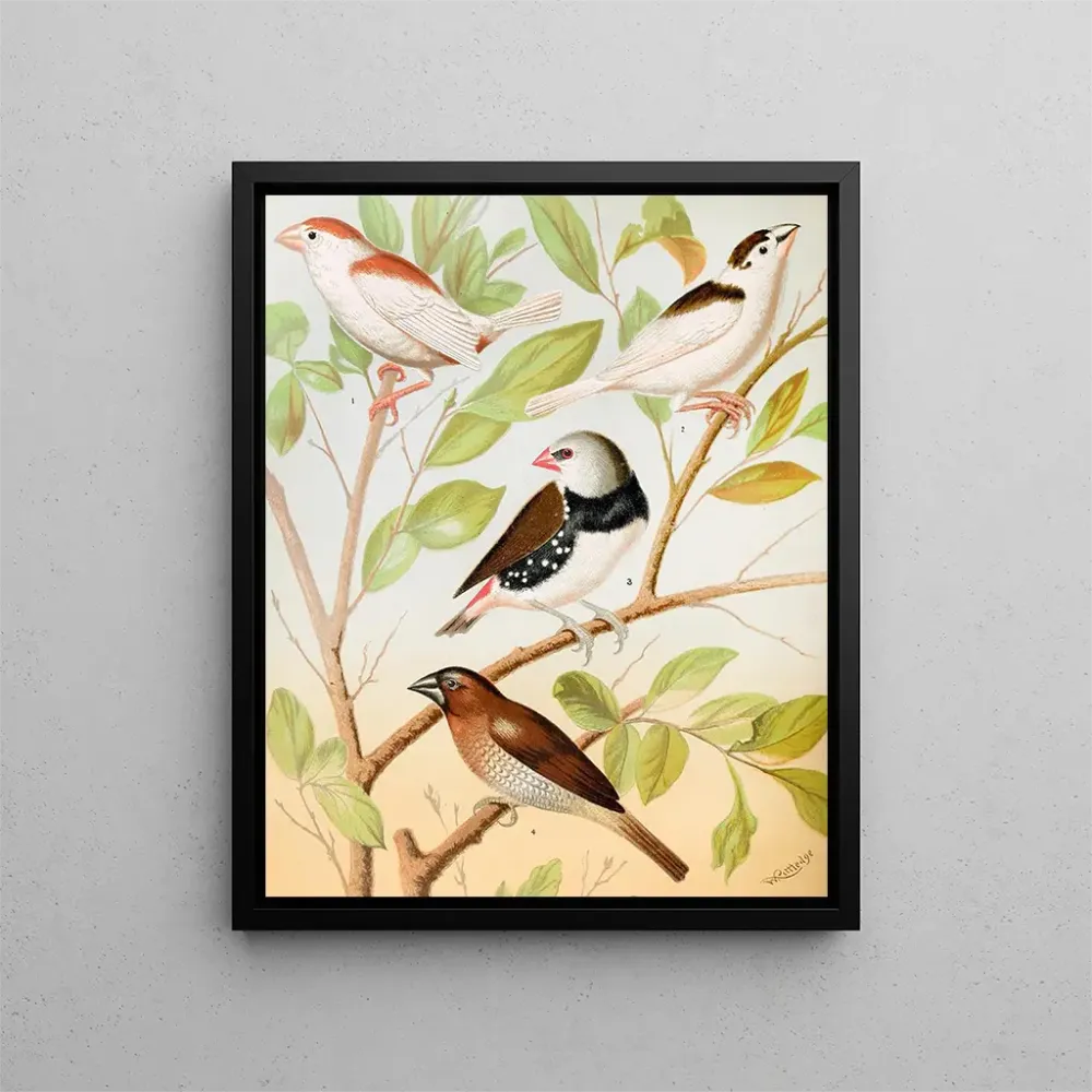 Mannkins Pie, Diamant, Muskatnuss- oder Gewürzvogel - W. . Blakston | Kunstdruck