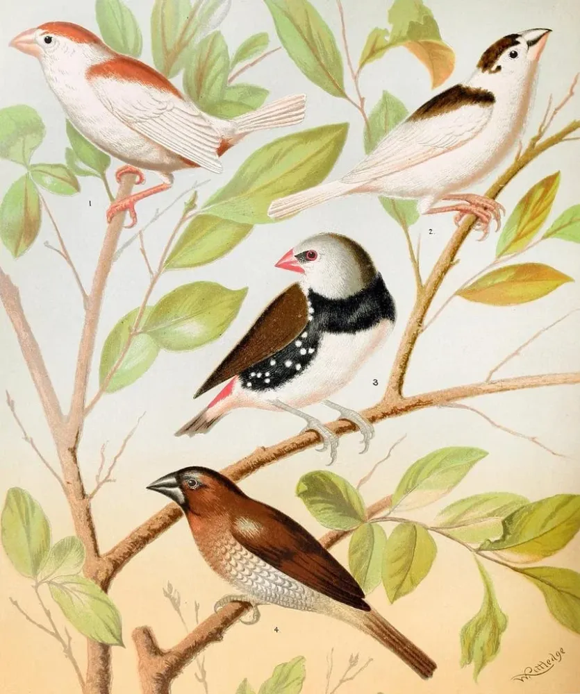 Mannkins Pie, Diamant, Muskatnuss- oder Gewürzvogel - W. . Blakston | Kunstdruck