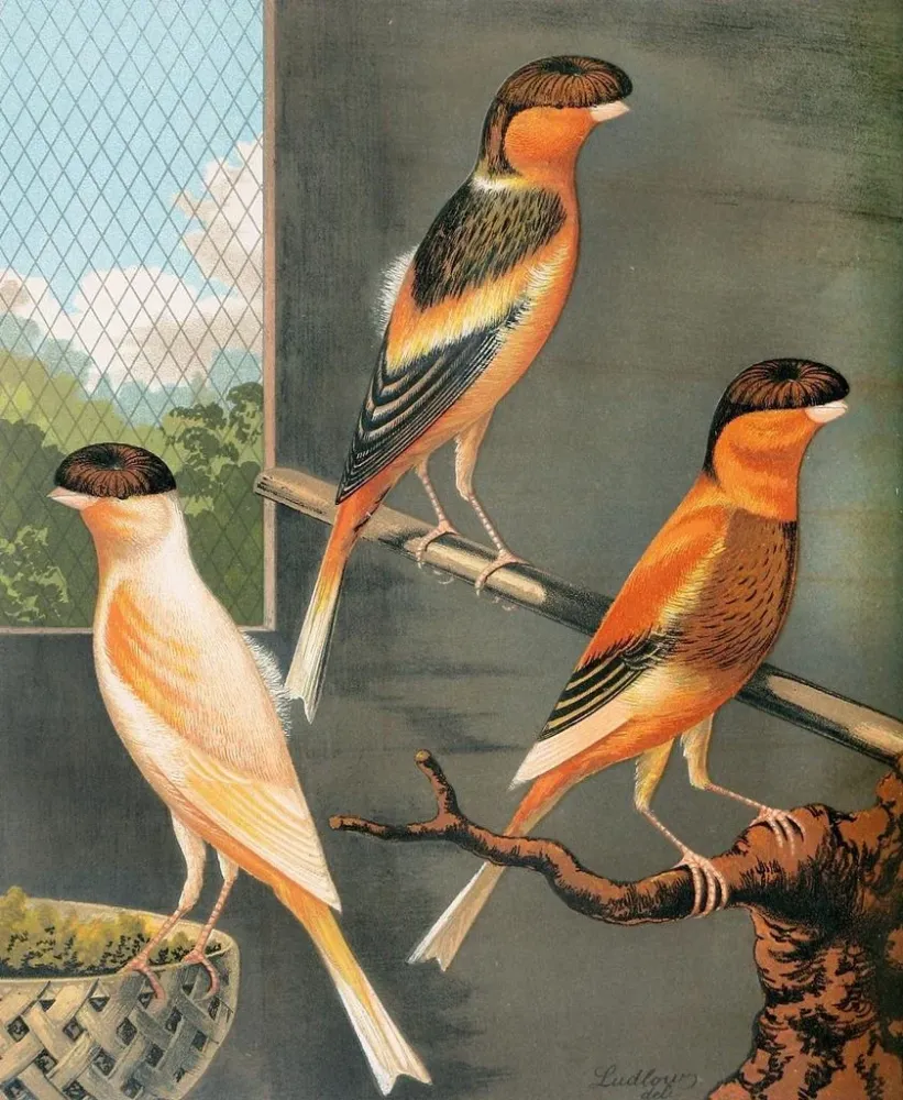 Norwich Canaris Gemälde: variierte buffe Kamm und gelbe Kamm buffe Kamm - W. . Blakston | Kunstdruck