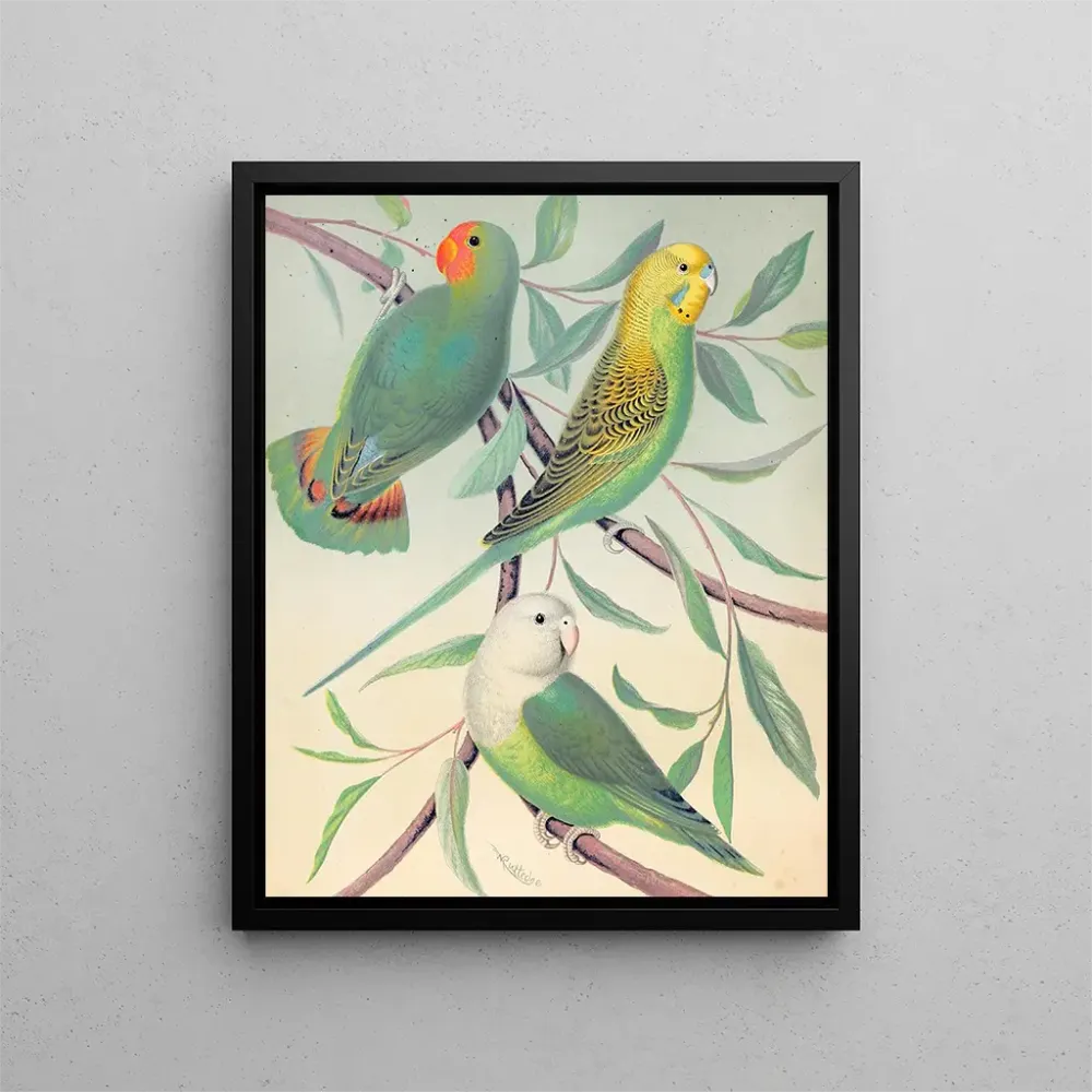 Perroquet amoureux à tête rouge, perruche herbeuse, perroquet amoureux de Madagascar - W. . Blakston | Kunstdruck
