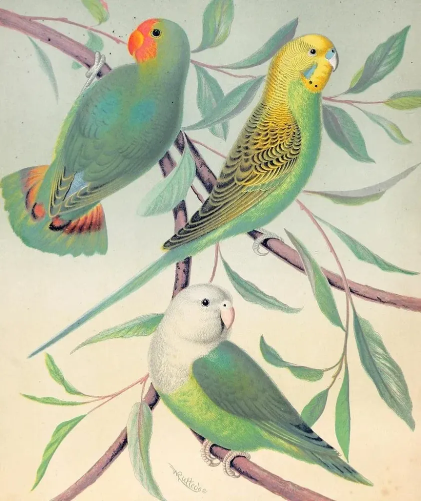 Perroquet amoureux à tête rouge, perruche herbeuse, perroquet amoureux de Madagascar - W. . Blakston | Kunstdruck