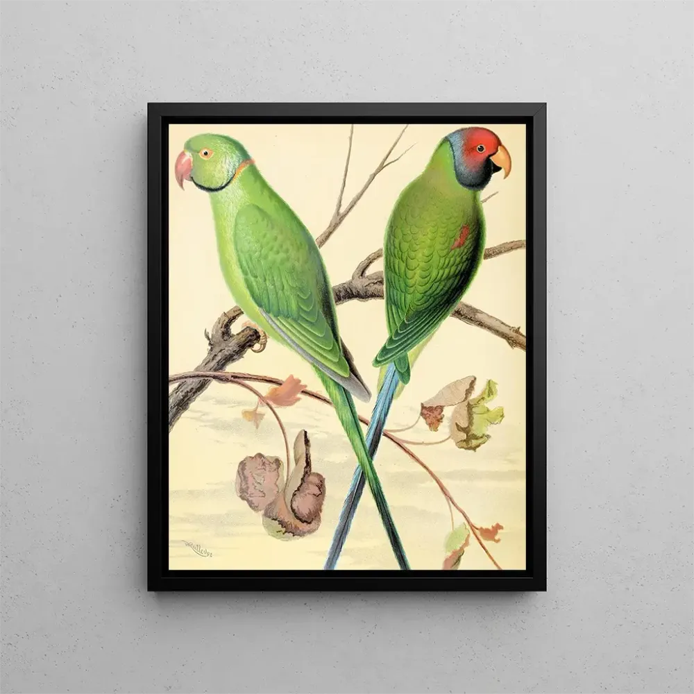 Perroquet mit Ringhals, Purpurkopf-Parakett - W. . Blakston | Kunstdruck
