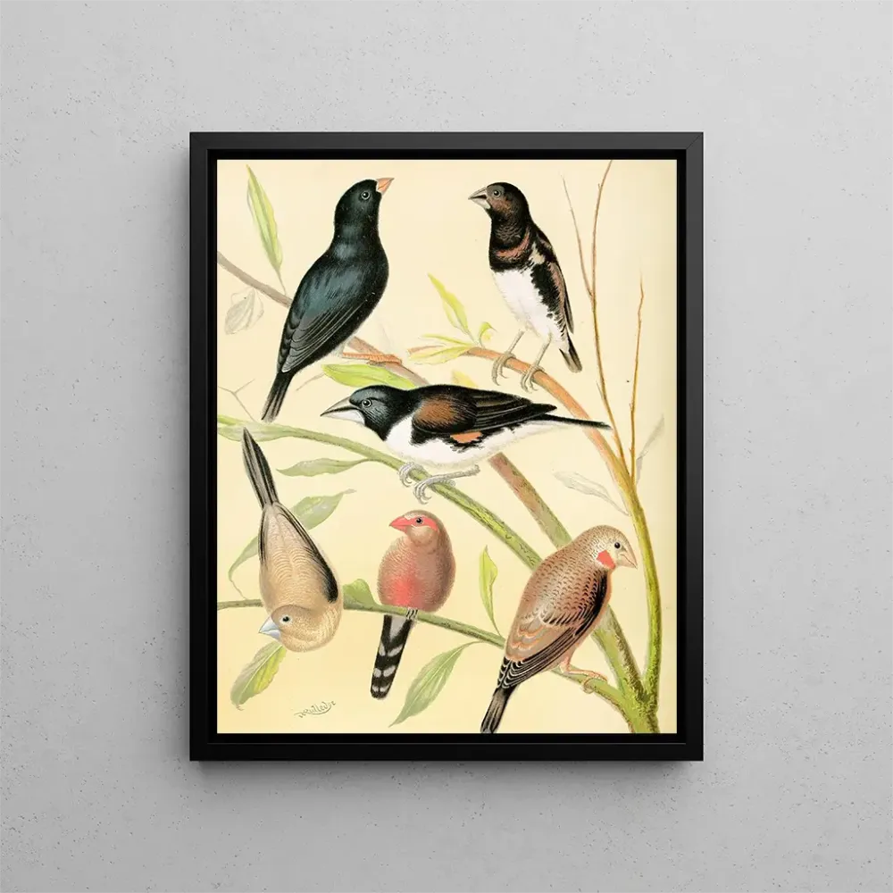 Pinson mit schwarzem Kopf, braune Beinchen, Bronze-Männchen, Silberkugeln und Waxbill von Saint - Hélène - W. . Blakston |...
