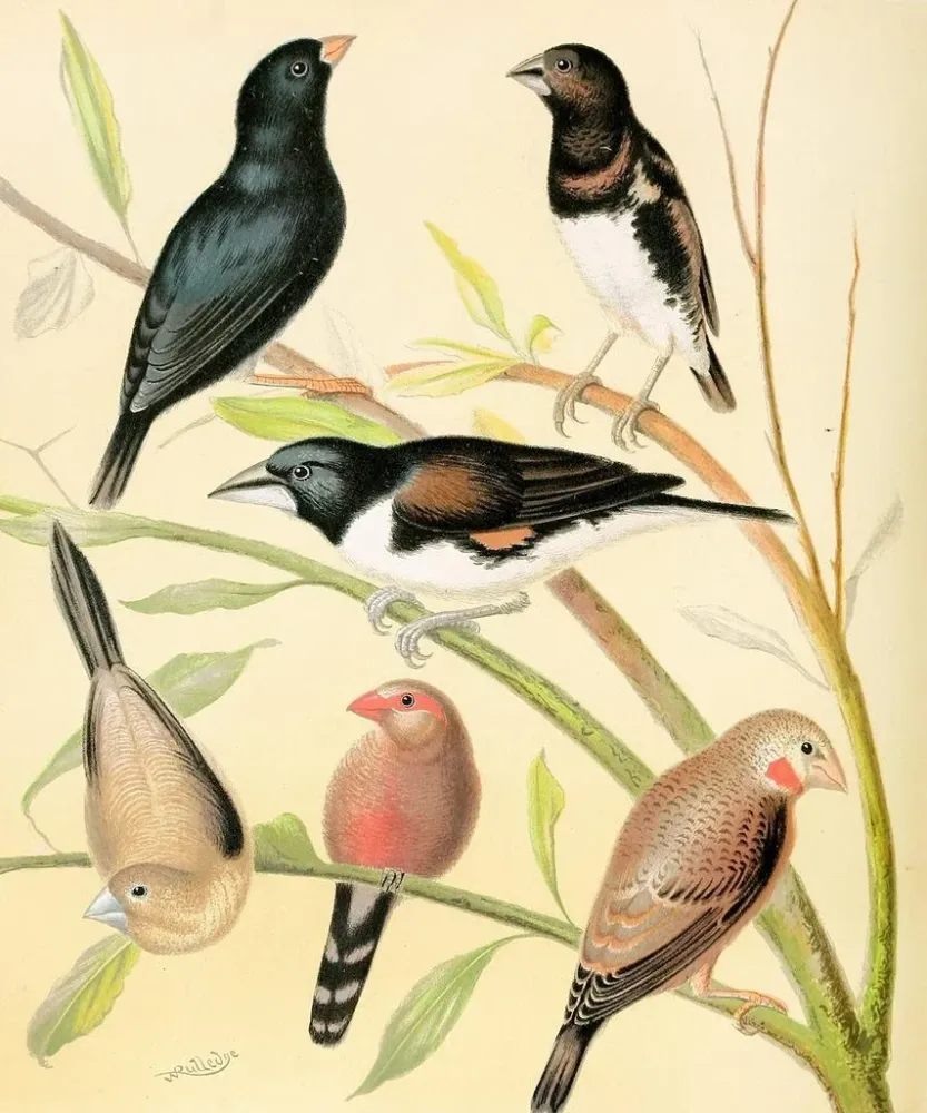 Pinson mit schwarzem Kopf, braune Beinchen, Bronze-Männchen, Silberkugeln und Waxbill von Saint - Hélène - W. . Blakston |...