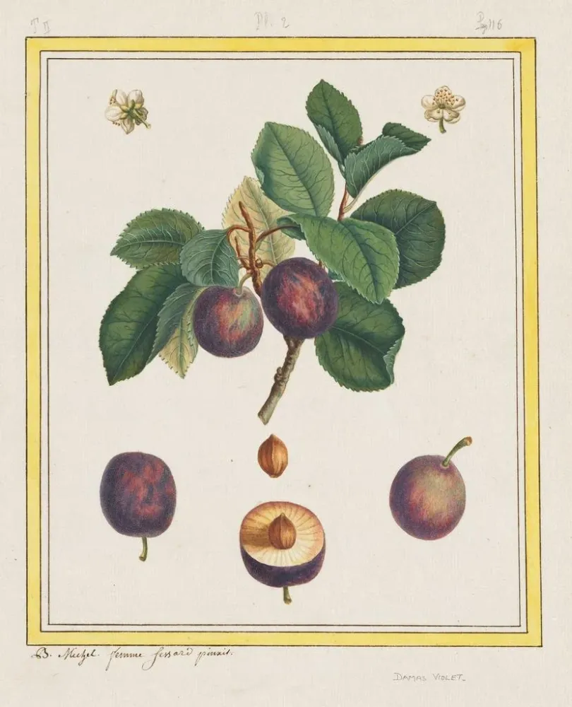 Prunentafel von Damaskus - B. Michel | Kunstdruck